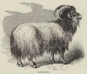 Kaschmirziege (Gravur)