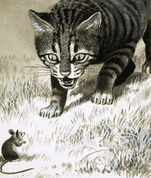 Katze nähert sich Maus