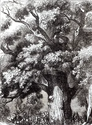 Karl II. (1630-85) versteckt sich im Eichenbaum, 14. Oktober 1651
