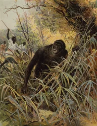 Einen Gorilla jagen