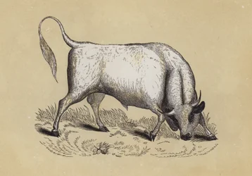 Chillingham-Wildbulle
