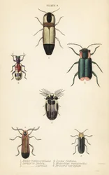 Schnellkäfer: Melanoxanthus melanocephalus, Luciola italica, Lampyris latreillii, Lycus festivus, Weichkäfer, Clanoptilus marginellus und Priocera variergata