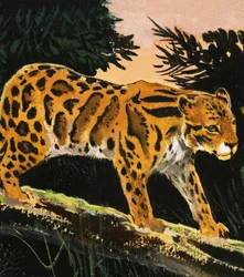 Nebelparder