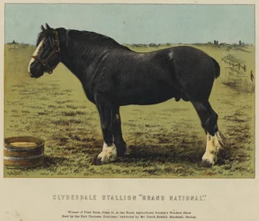 Clydesdale Hengst "Grand National" (Farblithografie)