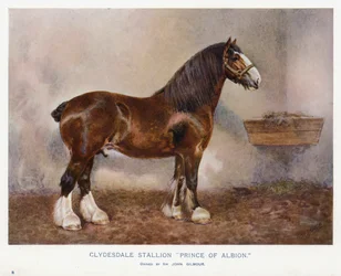 Clydesdale Hengst "Prince of Albion"