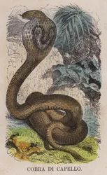Cobra Di Capello