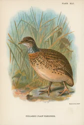 Kragenloser Wanderer