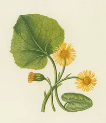 Huflattich, Tussilago Farfara