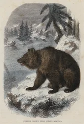 Gewöhnlicher Braunbär, Ursus Arctos