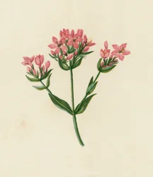 Gewöhnlicher Tausendgüldenkraut, Erythraea Centaurium