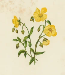 Gemeiner Sonnenröschen, Helianthemum Vulgare