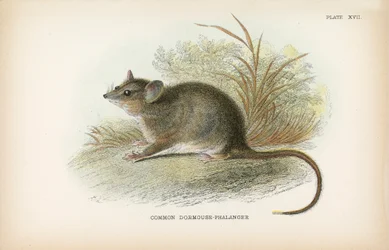 Gewöhnlicher Siebenschläfer-Phalanger