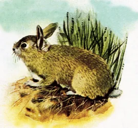 Gewöhnliches englisches Kaninchen