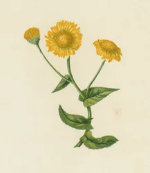 Gemeines Flohkraut, Pulicaria Dysenterica