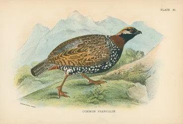 Gewöhnlicher Frankolin