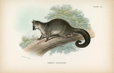 Gewöhnlicher Phalanger