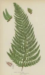 Gemeiner Stachelfarn (Farblithografie)