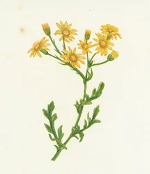 Jakobs-Greiskraut, Senecio Jacobaea