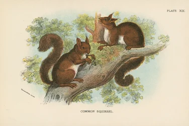 Gewöhnliches Eichhörnchen