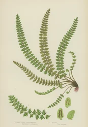 Gemeiner Mauerrautenfarn (Farblithografie)