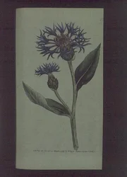 Kornblume (Centaurea montana), Tafel 77 aus William Curtis