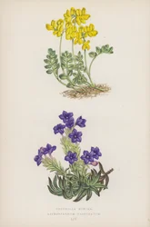 Kronwicke; Steinsame (Farblithografie)
