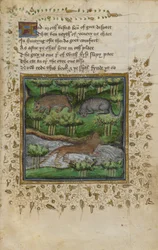 Illustration eines Dachses, einer Wildkatze und eines Otters; mit Versen, aus einem 