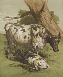 Kuh und Kalb