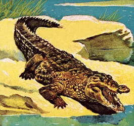 Krokodil