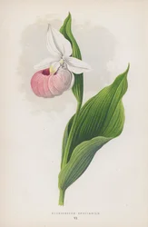Cypripedium Spectabile