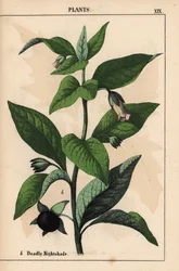 Tollkirsche, aus "The Instructive Picturebook, or Lessons from the Vegetable World," [Charlotte Mary Yonge], Edinburgh