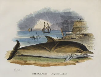 Delfin am Ufer, 1823 (Farbstich)