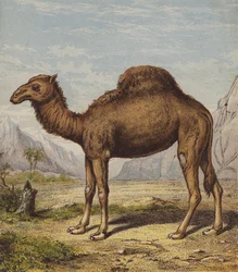 Dromedar
