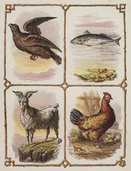 Adler, Fisch, Ziege, Henne