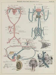 Essbarer Frosch, Rana Esculenta