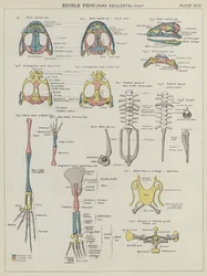 Essbarer Frosch, Rana Esculenta