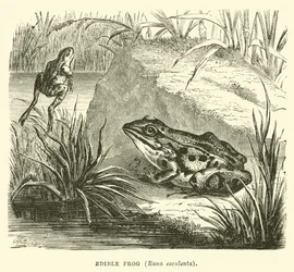 Essbarer Frosch, Rana esculenta