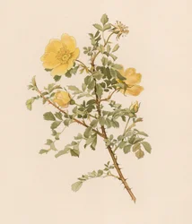 Englische Rose