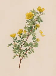 Englische Rose