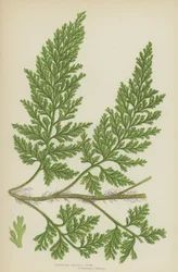 Europäischer Borstenfarn (Farblithografie)