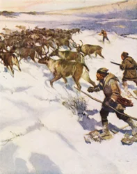 Faktor John McLean treibt eine Herde Karibus in Labrador für die Hudson