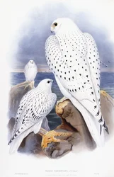 Falco Candicans