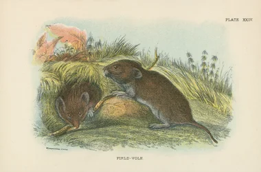 Feldmaus