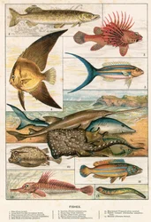 Fische