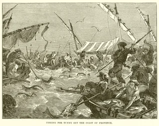 Thunfischfang vor der Küste der Provence