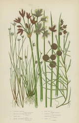 Schwimmende Isolepis, Borstiger Schlammrausch, Savi