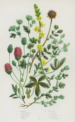 Blühende Pflanzen Großbritanniens: Odermennig, Frauenmantel, Alpen-Frauenmantel, Feld-Frauenmantel, Großer Wiesenknopf, Kleiner Wiesenknopf