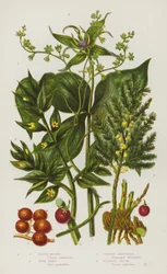 Blühende Pflanzen Großbritanniens: Schwarze Briony, Einbeere, Gemeiner Spargel, Metzgerbesen