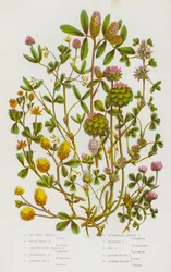 Blühende Pflanzen Großbritanniens: Boccones Klee, Rauher Steifer Klee, Glatter Rundköpfiger Klee, Erstickter Klee, Aufrechter Rundköpfiger Klee, Erdbeer-Klee, Umgekehrter Klee, Hopfen-Klee, Kleiner Gelber Klee, Schlanker Gelber Klee