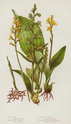 Blühende Pflanzen Großbritanniens: Sumpf-Orchis, Zweiblättrige Liparis, Spornlose Korallenwurzel, Breitblättrige Helleborine